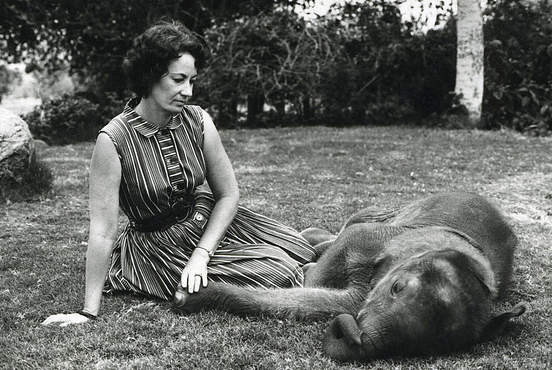 Daphne Sheldrick with orphaned elephant Aisha, Sheldrick Wildlife Trust