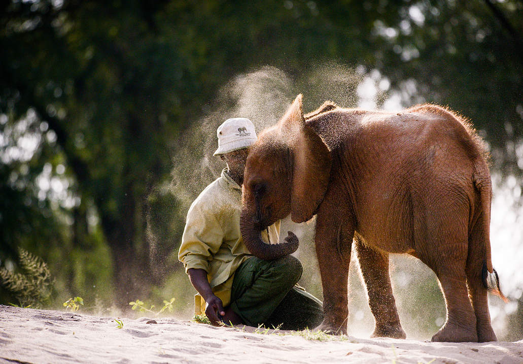 Orphaned elephants in Tsavo, Kenya