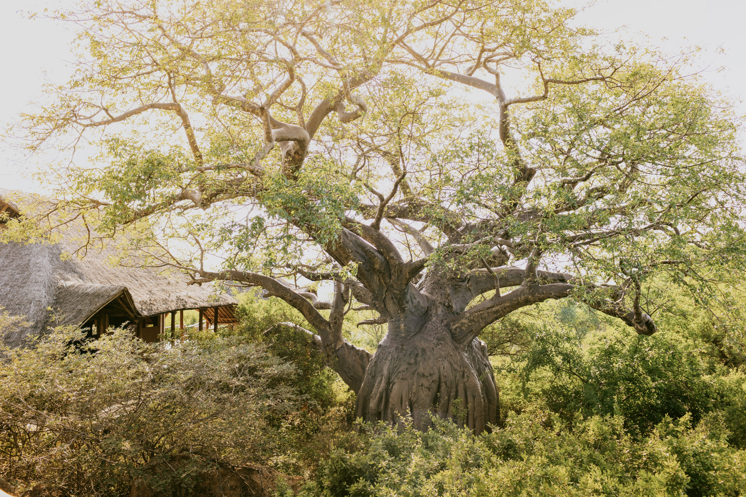 Ithumba Private | Secluded Baobab Camp in Tsavo East