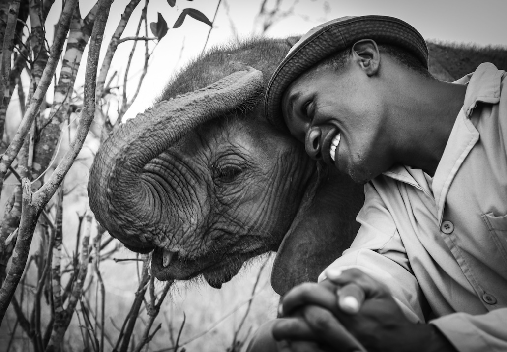 Lemeki and Joseph, orphaned elephants of the Sheldrick Wildlife Trust in Kenya