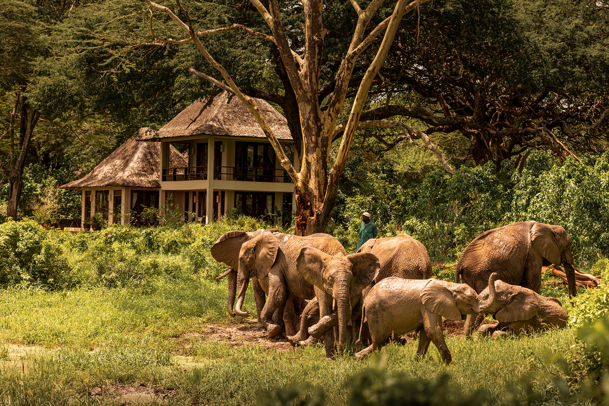 Umani Springs | Forest Lodge in the Chyulu Hills, Kenya